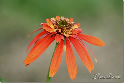 Echinacea2_SummerSky_June19