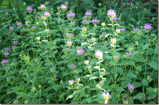 HH_BeeBalm_2010