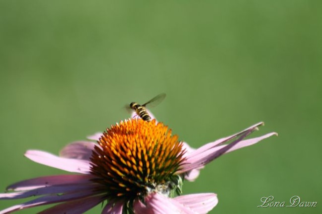 [Coneflower_Bee_SM[6].jpg]