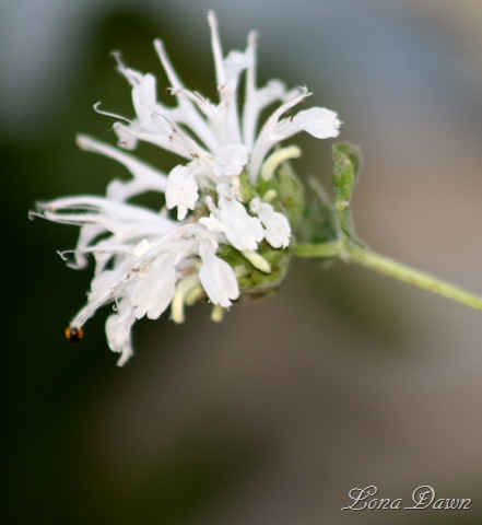 [Monarda_White2[6].jpg]