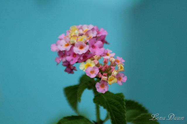 [Lantana_July12[7].jpg]