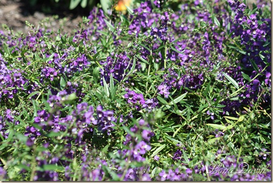 FPC_Angelonia_SpreadingAngelmist_SummerSnapdragon_Aug18