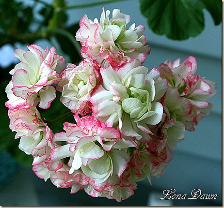 Geranium_DAppleblossom_Aug30