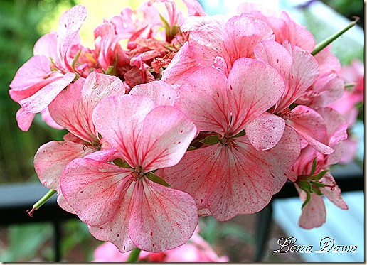 Geranium_RaspberryRipple_Aug30