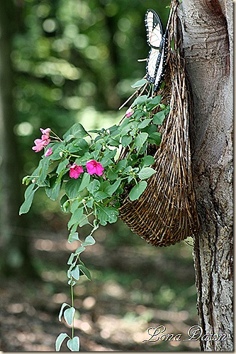HangingBasket_Aug16