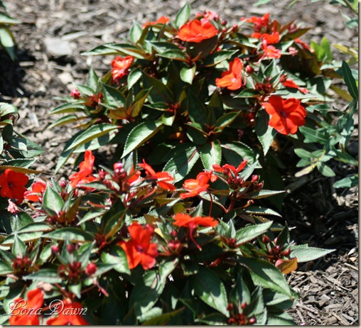 FPC_OrangeImpatiens_Aug18