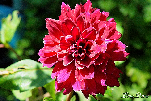 [Dahlia_Red_Aug19[8].jpg]