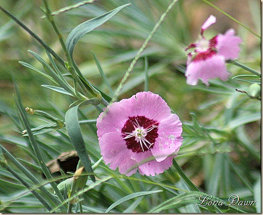 Dianthus_Finally