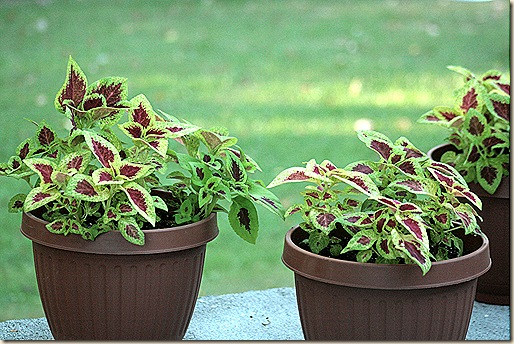 Coleus_Pots_Sept3