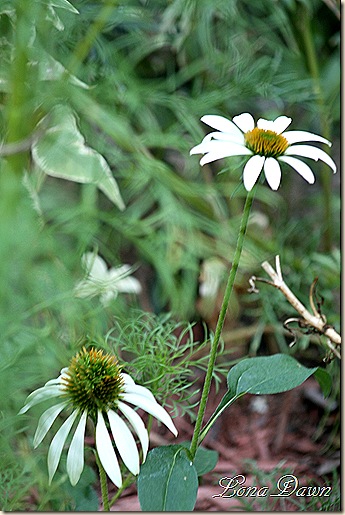 LuckyStar_Echinacea_Sept3