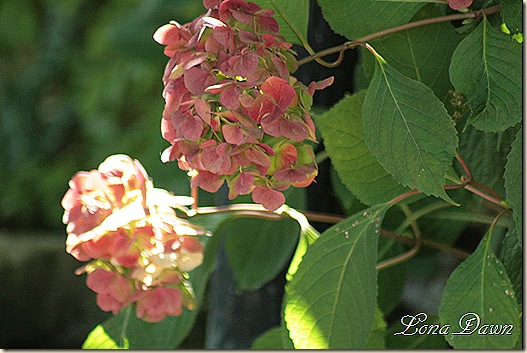 Hydrangea_Fallblooms