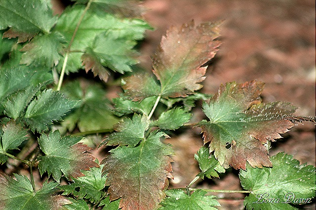 [Astilbe_DelftLace_Autumn[8].jpg]