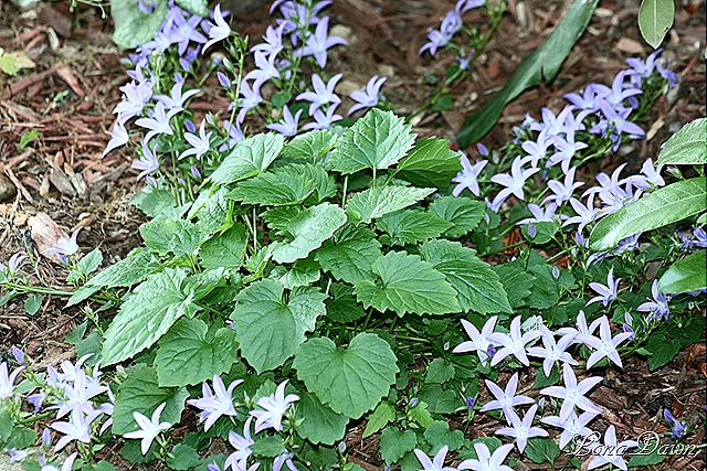 [Campanula_BlueWaterfall_May26[7].jpg]