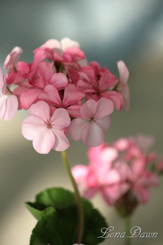 [Geranium_Glowing2[10].jpg]