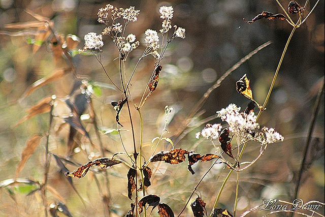 [Fall_Grasses3[8].jpg]