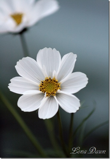 Cosmos_White2