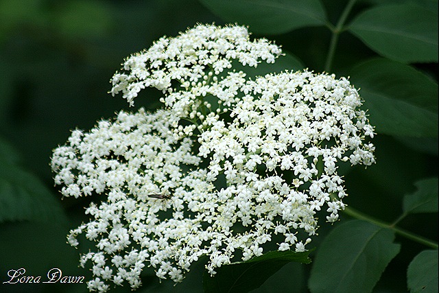 [ElderBerry_Bloom[8].jpg]