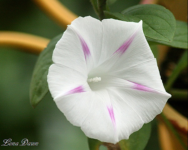 [MorningGlory_FreeBeauty[8].jpg]