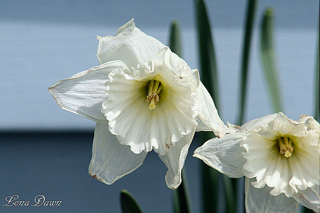 [Daffodil_White[8].jpg]