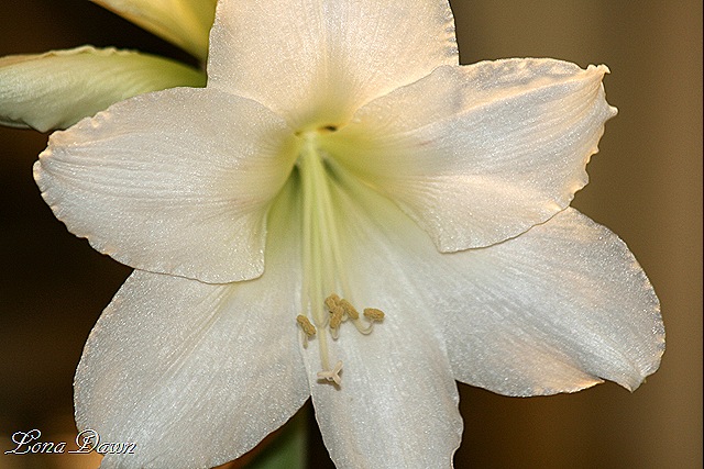 [Amaryllis_White6[8].jpg]