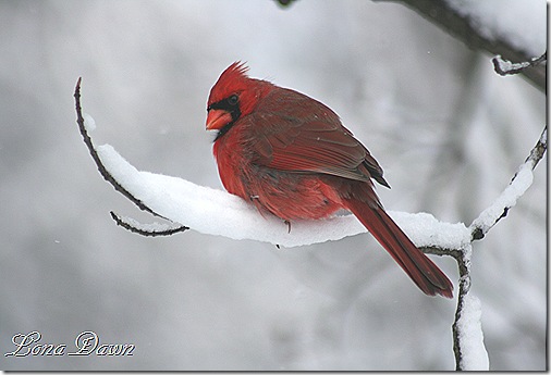 Cardinal9_Feb8