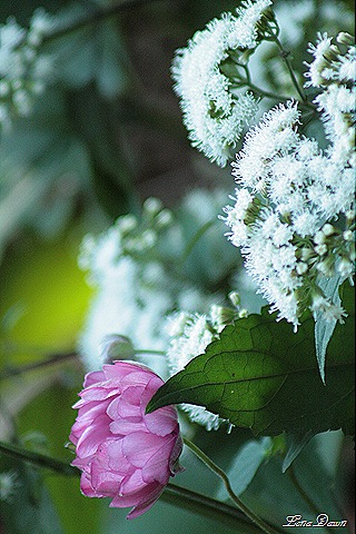 [AnemoneSnakeroot_Bouquet[9].jpg]