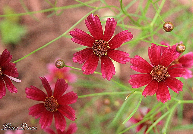 [Coreopsis_LimerockRuby2_july17[8].jpg]