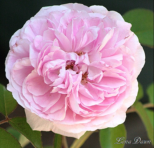 [Rose_GertrudeJeckyll2_July1 (2)[7].jpg]