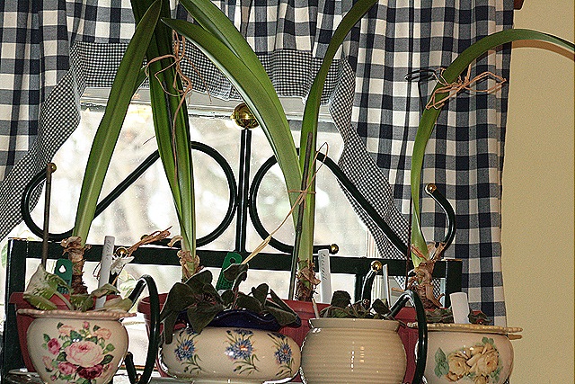 [Amaryllis_nonBloom[2].jpg]