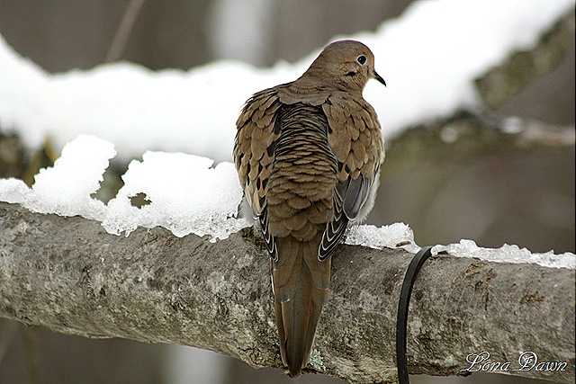 [Dove3_Feb19[7].jpg]