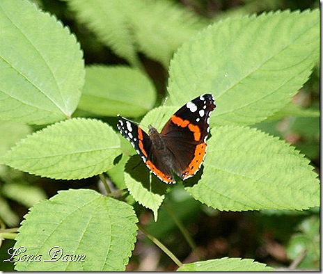 Red_Admiral_butterfly2_SM