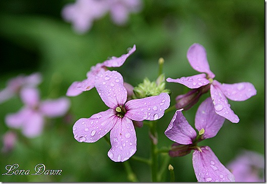 WildPhlox_drops
