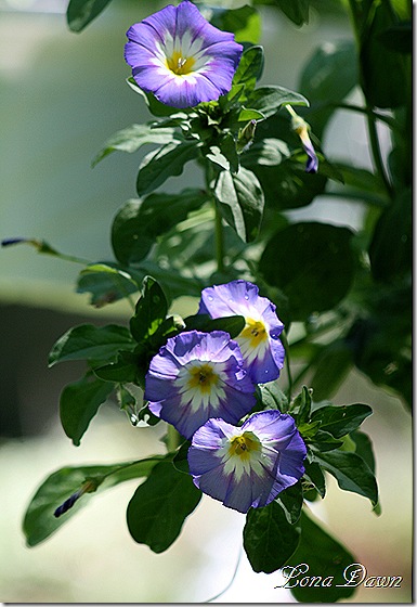 MorningGloryBush_Blue