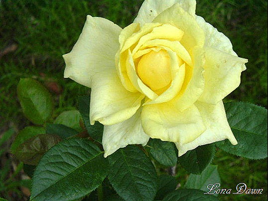 [Irish_Gold_Rose[9].jpg]