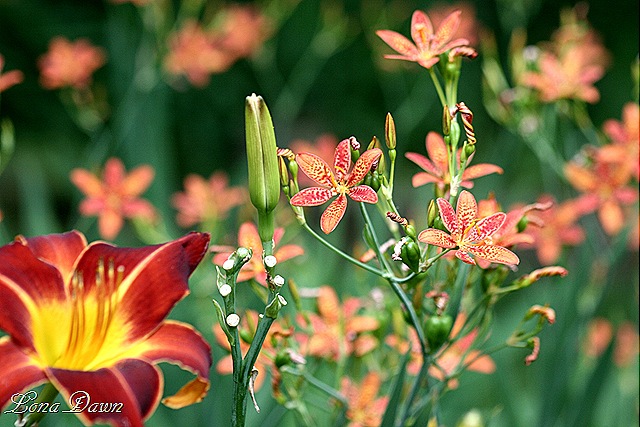 [LF_ToadLilies[14].jpg]