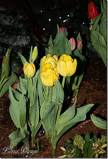 HGS_Tulips_Yellow
