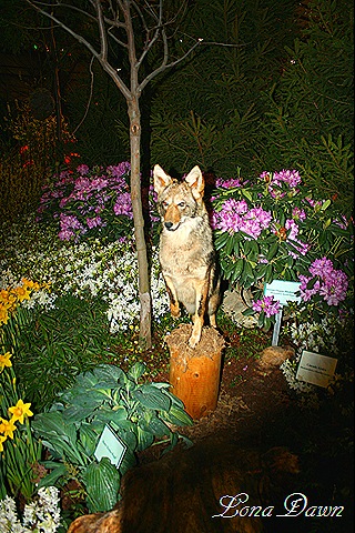 [HGS_Wolf[9].jpg]