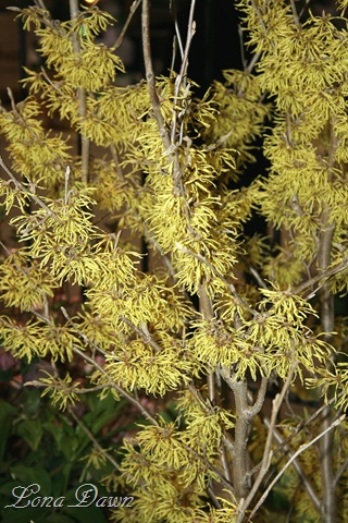 [HGS_WitchHazel[10].jpg]