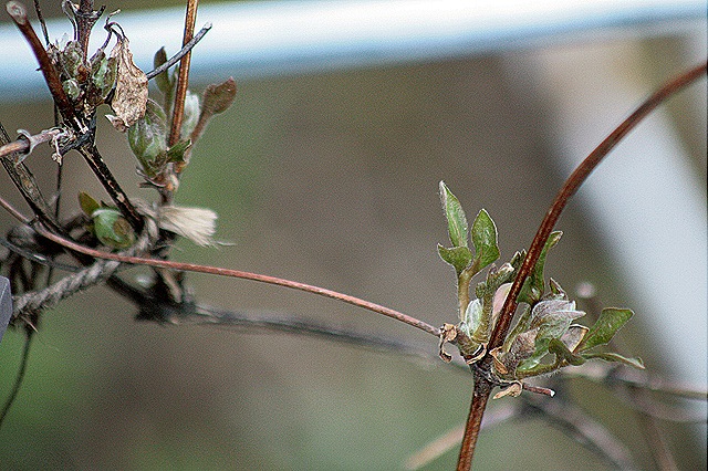 [Clematis_SilverMoon_Growth_2011[4].jpg]