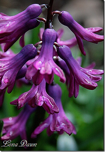 Hyacinth_Purple