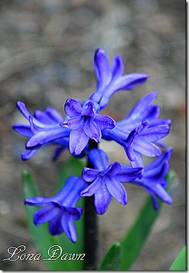 Hyacinth_Blue2