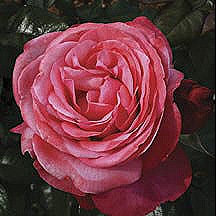 [Rose_PinkFlamingo[3].jpg]