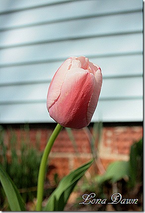 Tulip_ColorBlend