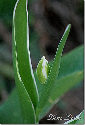 Variegated_Tulip