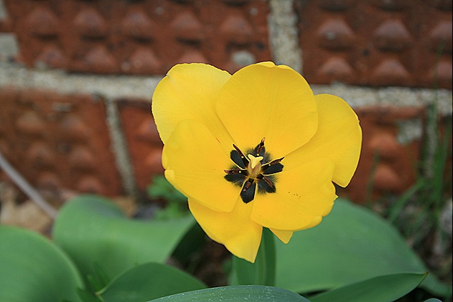 [Tulip_Yellow[4].jpg]