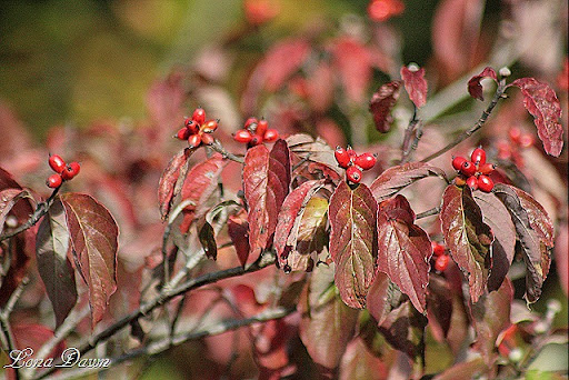 Flowering+dogwood+berries