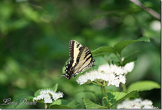 OMC_TigerSwallowtail