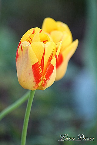 [Tulip_YellowOrnage7.jpg]