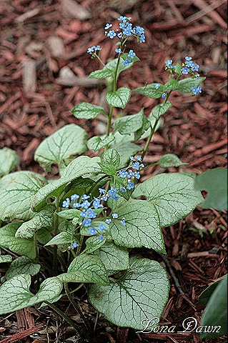 [Brunnera_LookingGlass_April23[7].jpg]