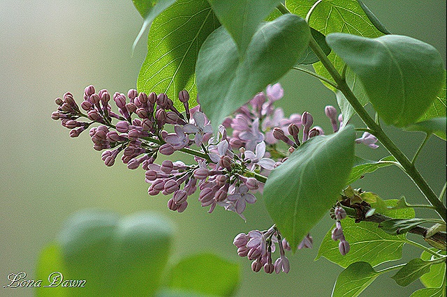 [Lilac[8].jpg]